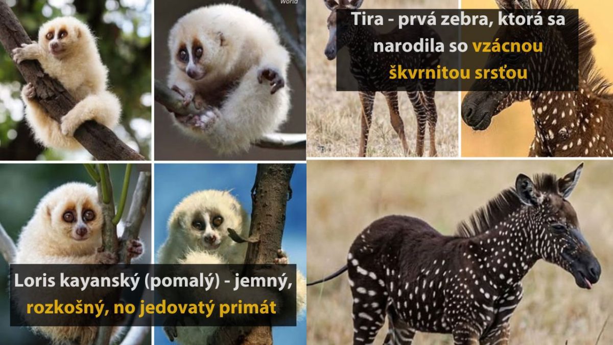 Jemný loris kayanský na strome a zbraťa zebra Tira so vzácnou škvrnitou srsťou v prírode.