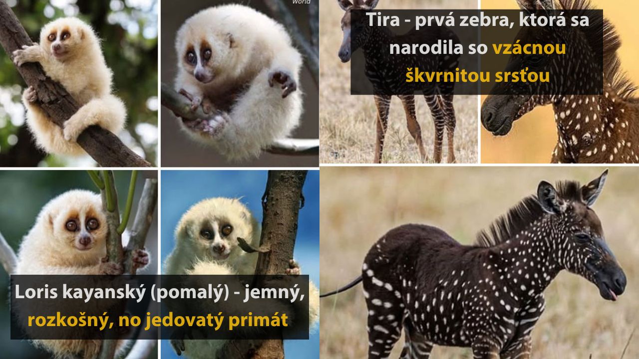 Jemný loris kayanský na strome a zbraťa zebra Tira so vzácnou škvrnitou srsťou v prírode.