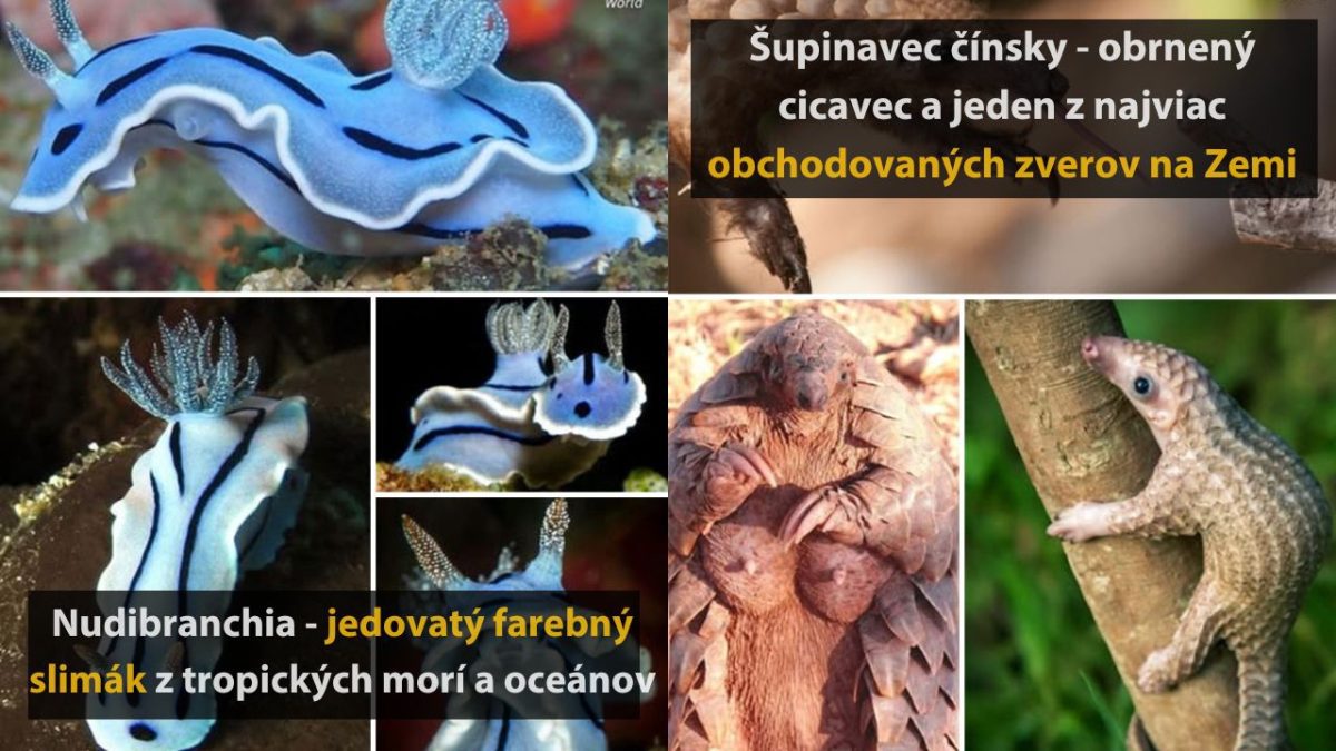 Šupinavec čínsky a farebný jedovatý slimák na obrázku. Oba sú obľúbené v ilegálnom obchode so zvieratami.