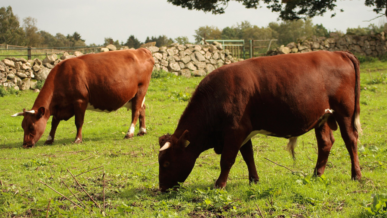 Dve hnedé kravy pasúce sa na zelenej lúke s kamenným plotom v pozadí.