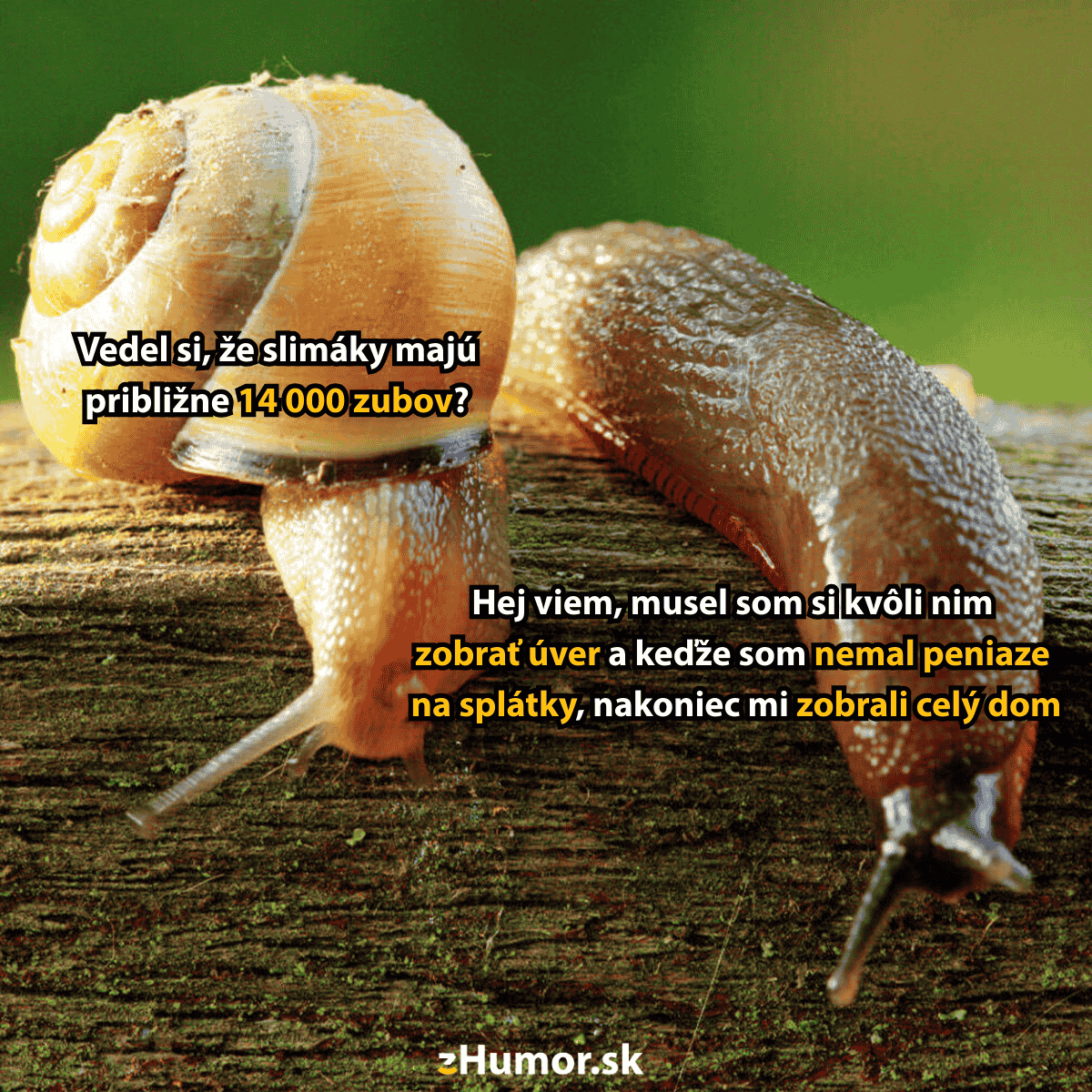 Dva slimáky na dreve: vtipný text o počte zubov a hypotéke jedného z nich.