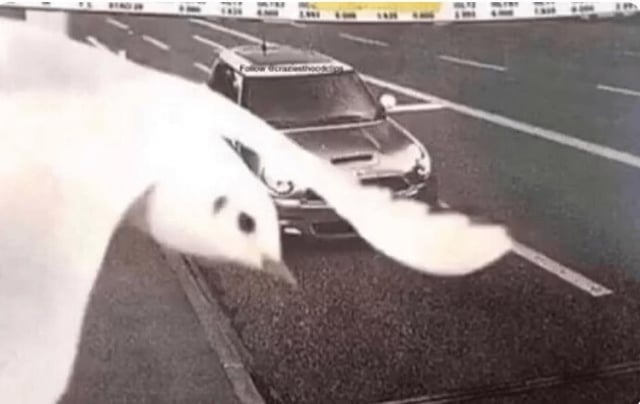 Holub zakrýva kameru so záberom na auto na ceste, čím vytvára vtipný moment.