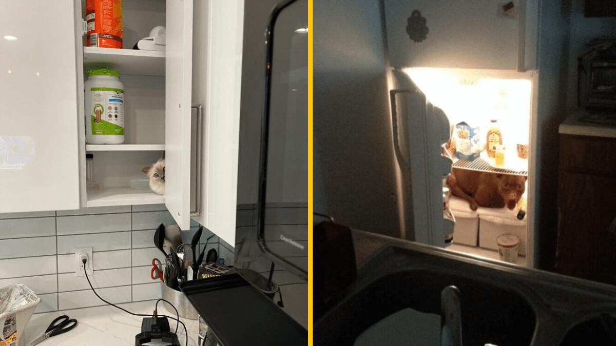 Kocúr skrytý v kuchynskej skrinke a pes leží v otvorenej chladničke.