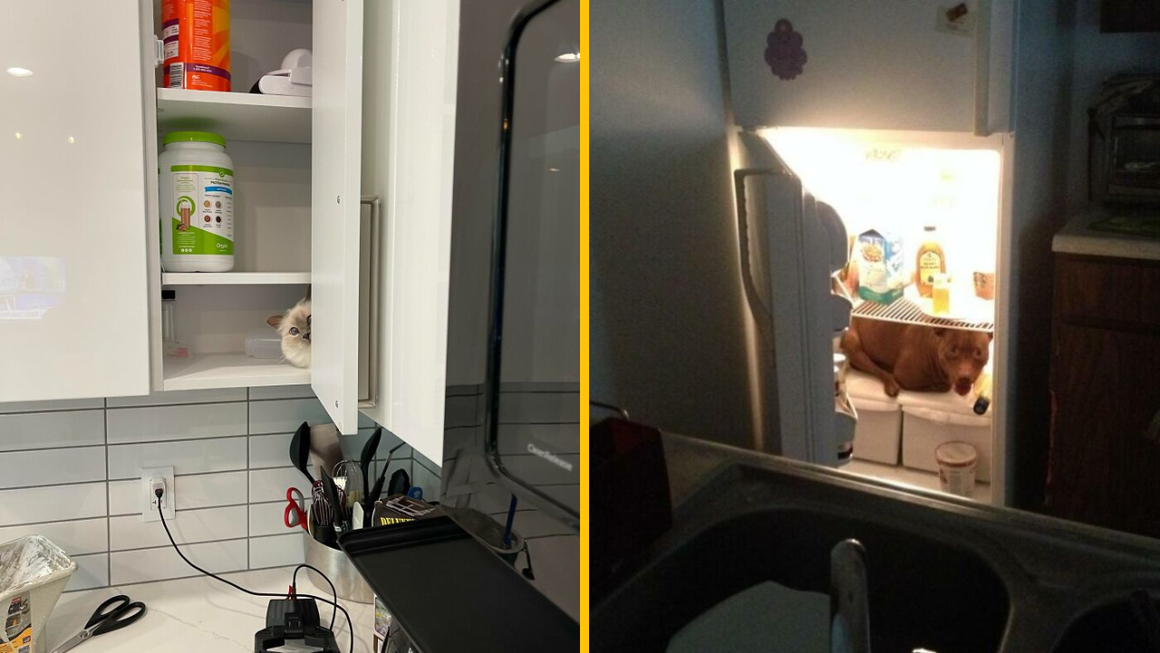 Kocúr skrytý v kuchynskej skrinke a pes leží v otvorenej chladničke.