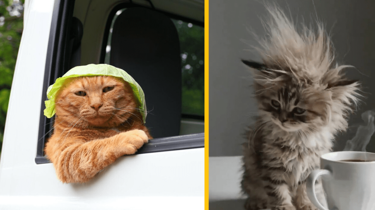 Zábavné mačky: jedna v aute s kapustou na hlave, druhá s rozcuchanou srsťou vedľa šálky s piatou.