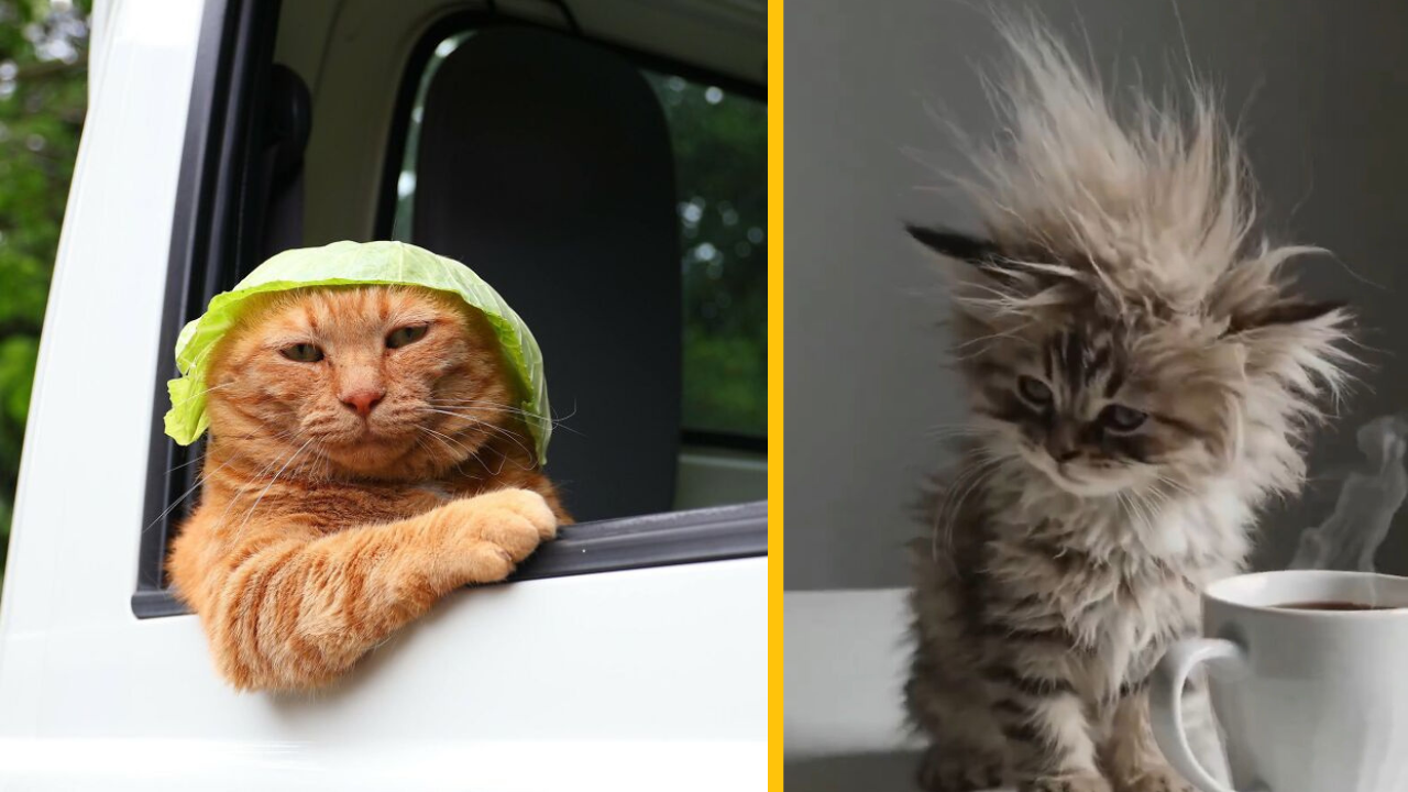 Zábavné mačky: jedna v aute s kapustou na hlave, druhá s rozcuchanou srsťou vedľa šálky s piatou.