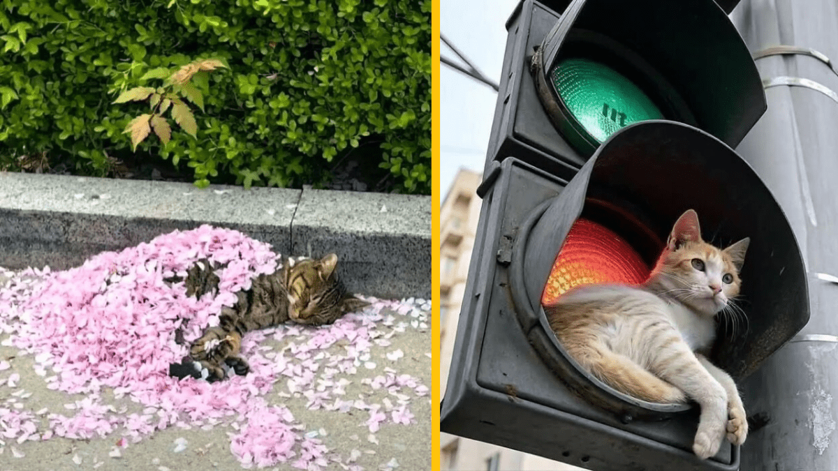 Mačka pokrytá kvetmi oddychuje na chodníku; druhá mačka pohodlne sedí v semafore.