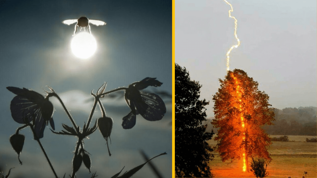 Včela nad kvetom za svitu mesiaca, vedľa stromu zasiahnutého bleskom v otvorenej krajine.