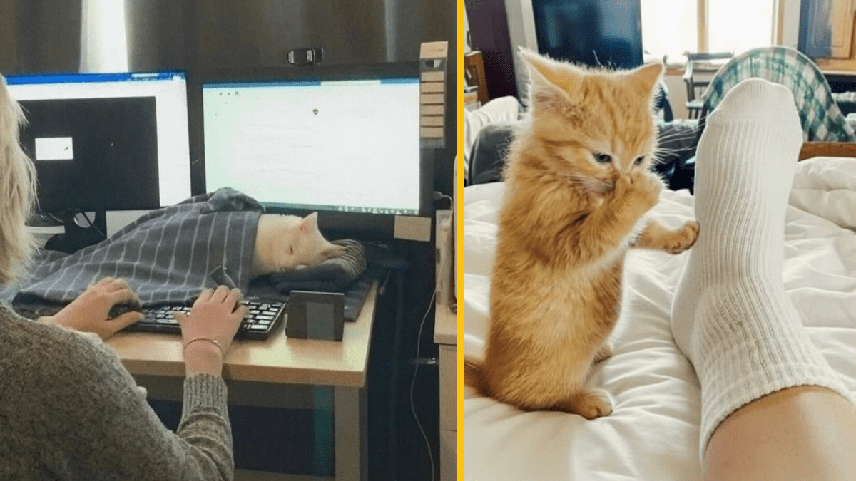 Mačka spí na stole počas práce na počítači, zatiaľ čo mačiatko skúma ponožku na posteli.