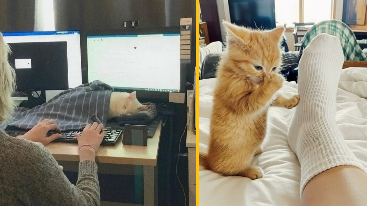 Mačka spí na stole počas práce na počítači, zatiaľ čo mačiatko skúma ponožku na posteli.