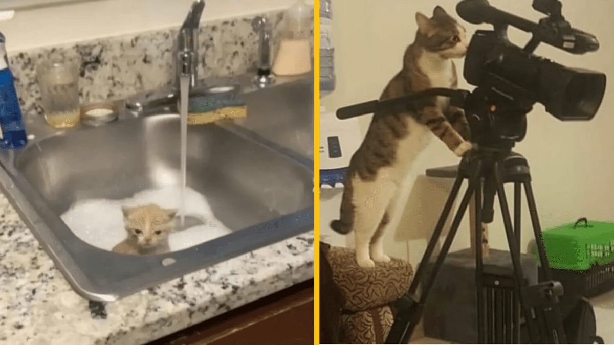 Mačiatko sa kúpe v dreze vedľa mačky filmujúcej kamerou na statíve.