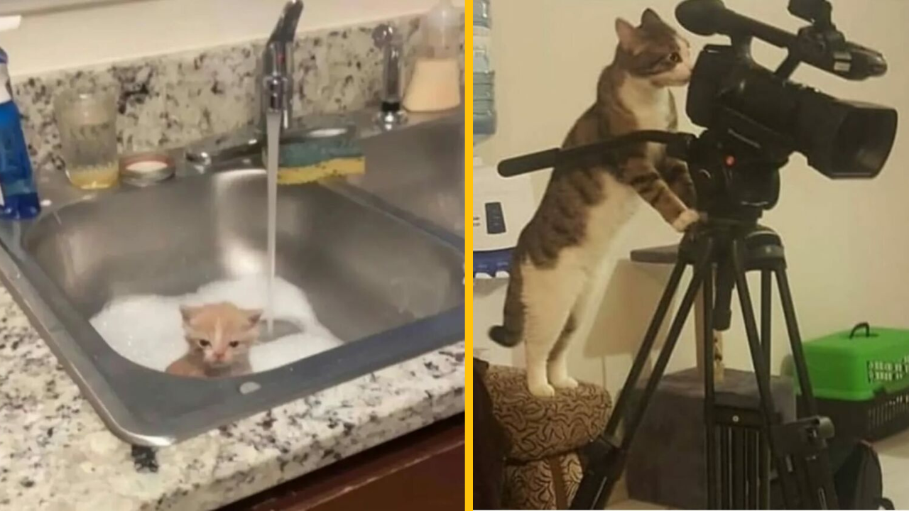 Mačiatko sa kúpe v dreze vedľa mačky filmujúcej kamerou na statíve.