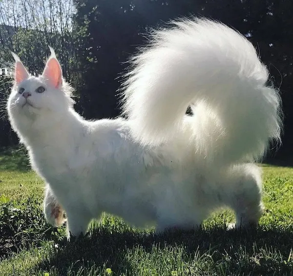 Biela mačka s nadýchaným chvostom stojí na slnkom zaliatom trávniku.
