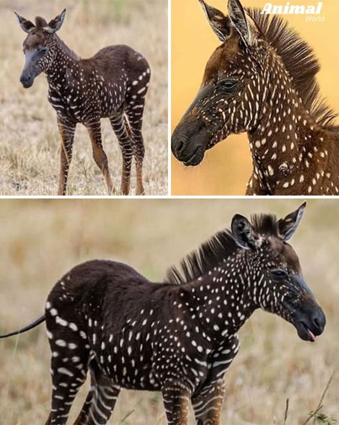 Mladá zebra s jedinečnou bodkovanou srsťou v prírode. Zaujímavý vzor priláka pozornosť na savane.