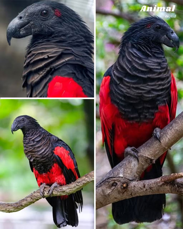 Papagáj s čiernym a červeným perím sediaci na konári v prírodnom prostredí.