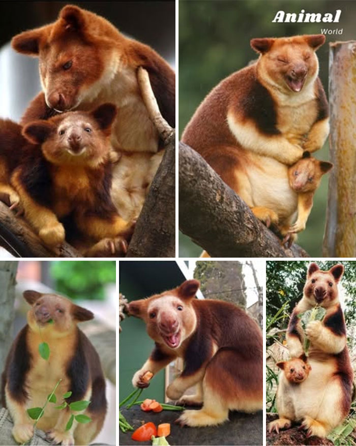 Dendrolagovia na stromoch v prírode, relaxujú a jedia listy v rôznych pózach, farebné a roztomilé klokaníky.