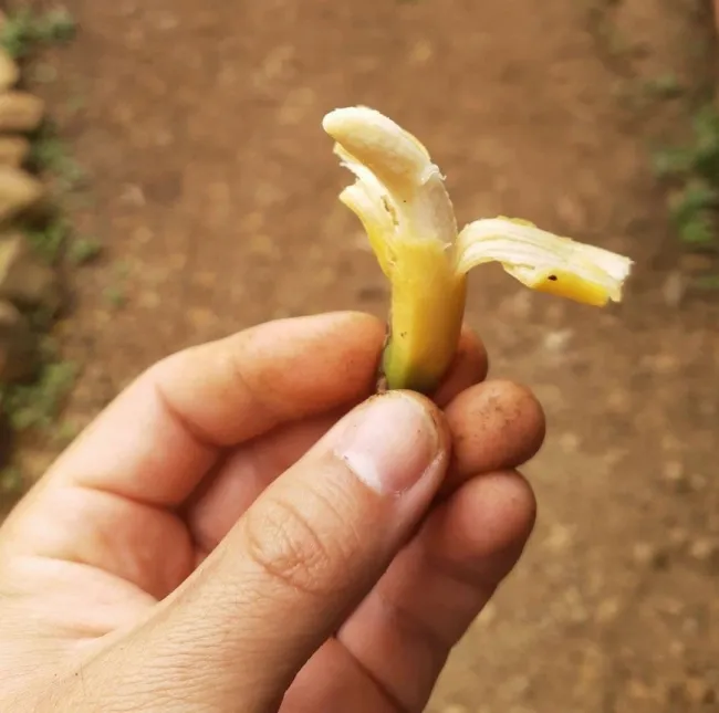 Ruka držiaca kúsky mini banánu, zem v pozadí. Zobrazenie prírody a exotického ovocia na vidieku.