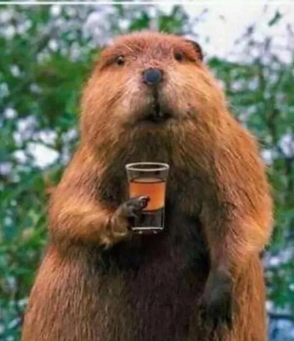 Bobor držiaci pohár s nápojom, na pozadí zelené stromy.