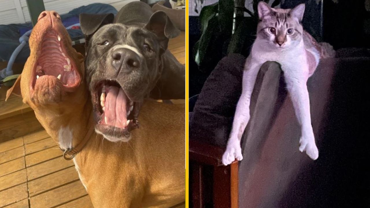 Dvaja zívajúci psi a mačka oddychujúca cez okraj kresla v domácom prostredí.