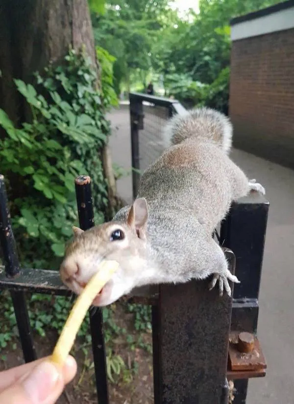 Veverička na plote chytá hranolček v parku.