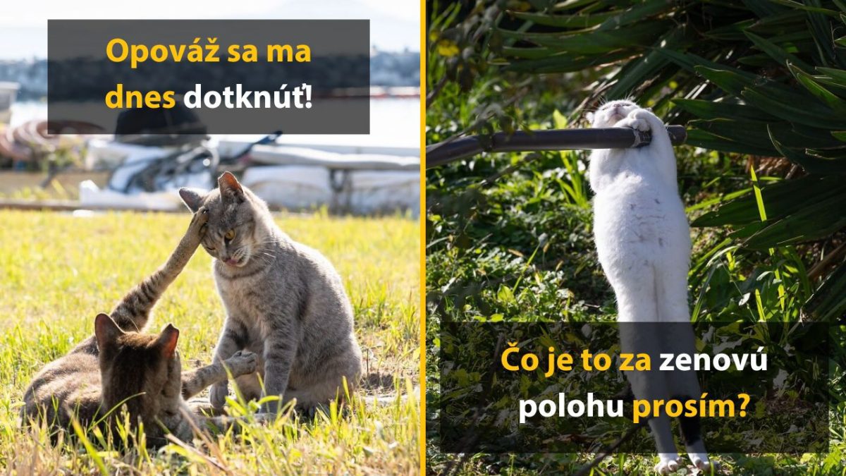 Na obrázku sú mačky v zábavných pózach na tráve a pri tyči v záhrade.