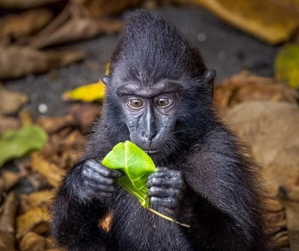 Mláďa opice skúma list v prírode, obklopené farebným lístím.