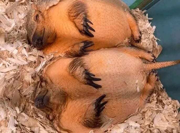 Dve spiace pásavce v drevenej podstielke, oddychujúce v blízkych polohách.