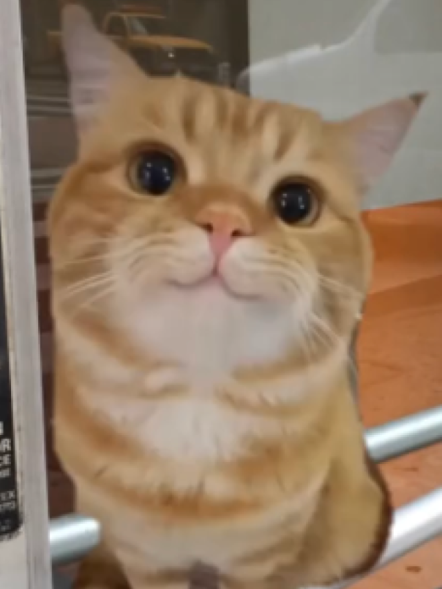 Pozri si tieto video memes  a zabudneš na trápenie