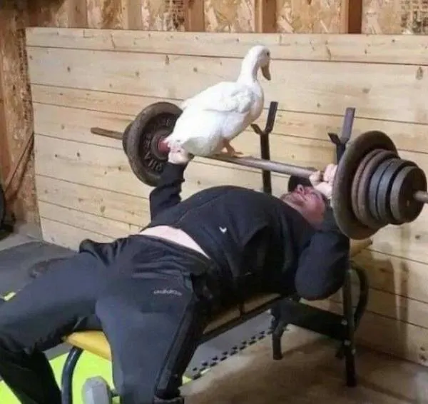 Muž posilňuje na lavičke s činkami a kačkou sediacou na osi v drevenej posilňovni.