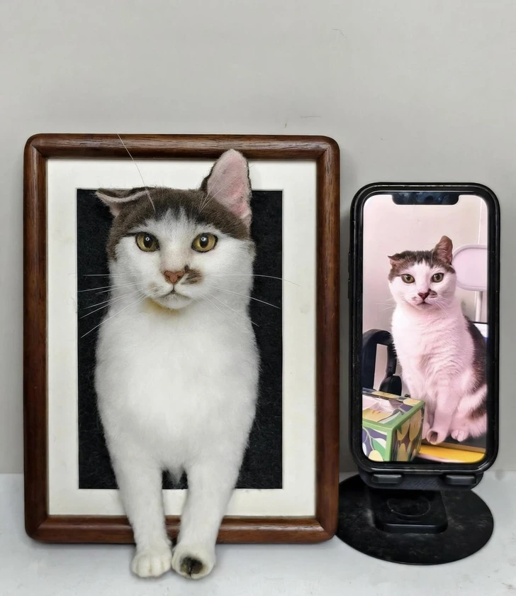 Mačka na obrázku a v telefóne, ilúzia, kde sa obraz mení na realitu.