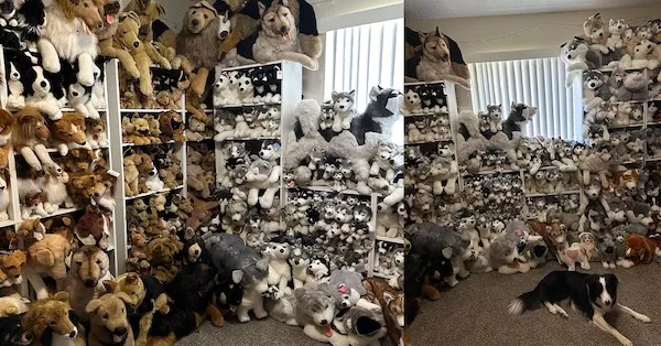 Miestnosť plná plyšových psov rôznych druhov, zoradených na policiach, so živým psom ležiacim na podlahe.