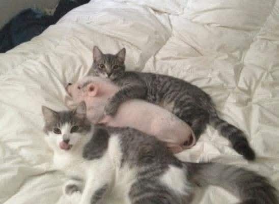 Mačky objímajúce prasiatko na posteli, vytvárajúce roztomilú a nezvyčajnú scénu domácich miláčikov.
