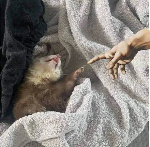 Fretka zatúlená do deky s výjavom inšpirovaným Michelangelovou Stvorenie Adama.