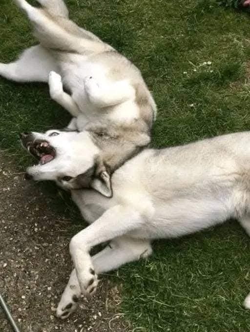 Dvaja hrajúci sa sibírski huskyovia na tráve, s uvoľnenou a hravou energiou.