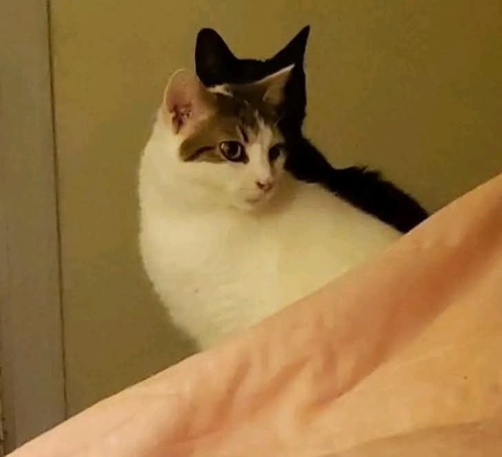 Biela mačka so škvrnami sedí pri stene, v pozadí tmavý tieň pripomínajúci siluetu inej mačky.