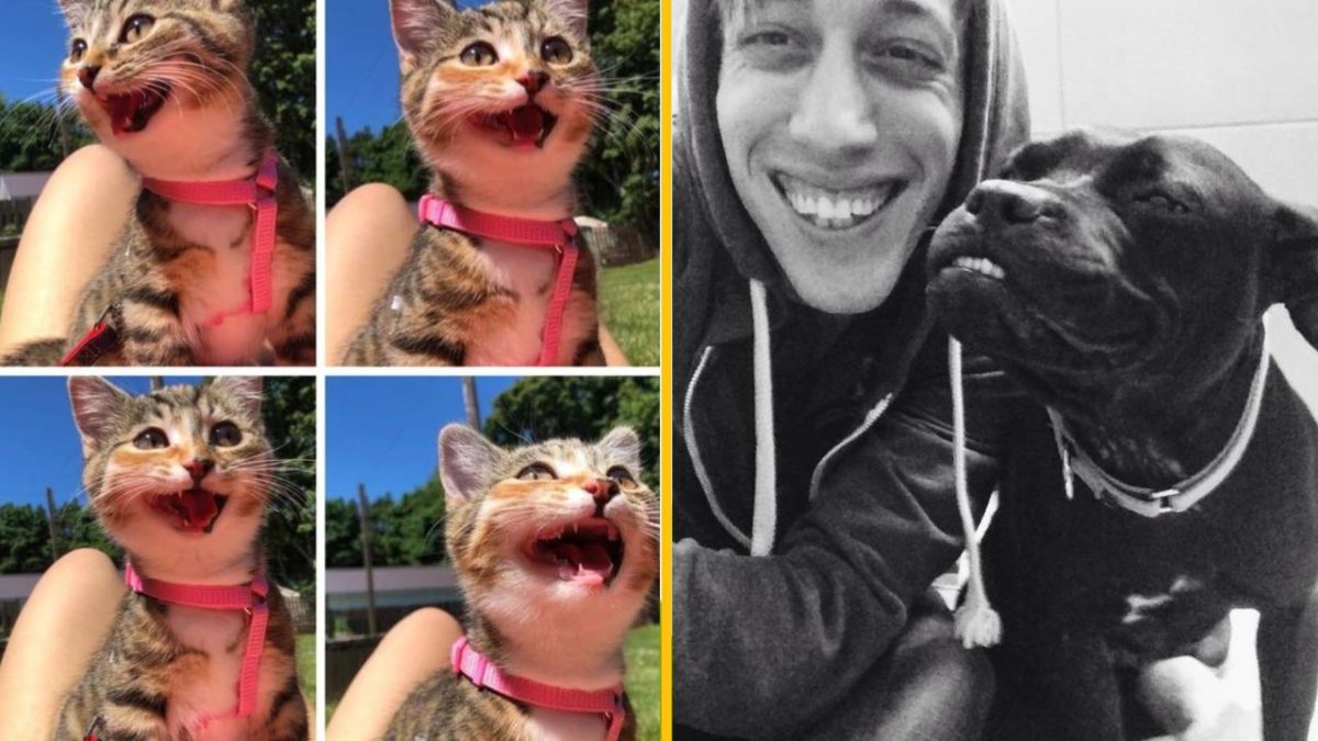 Usmievajúci sa mačiatko, selfie s mužom a psom. Veselá atmosféra a zvieracia láska v obraze.