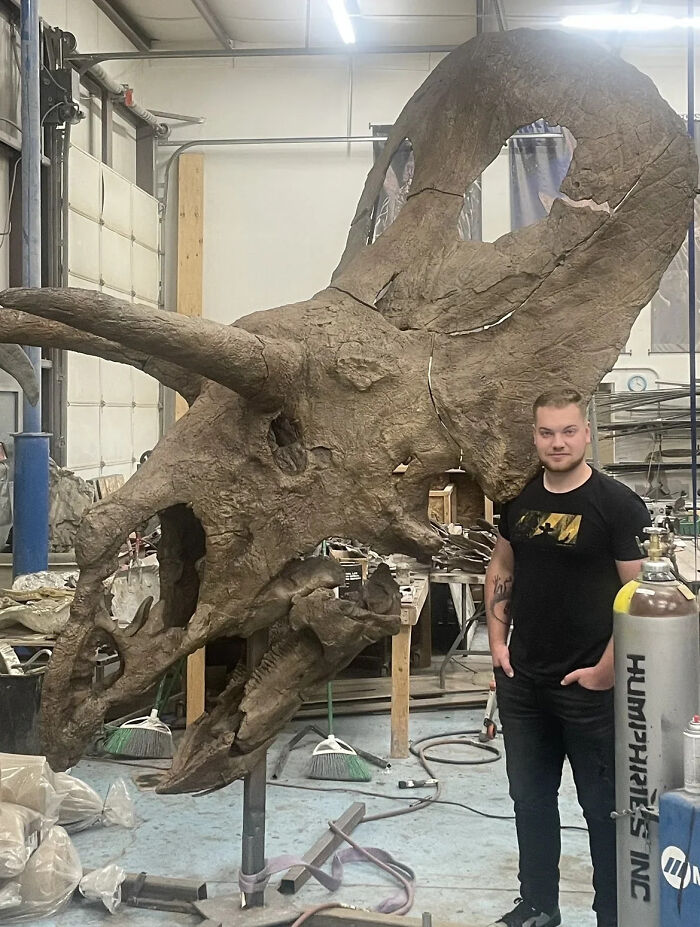Muž stojí vedľa obrovského lebky triceratopsa v dielni, demonštrujúc veľkosť pravekého dinosaura.