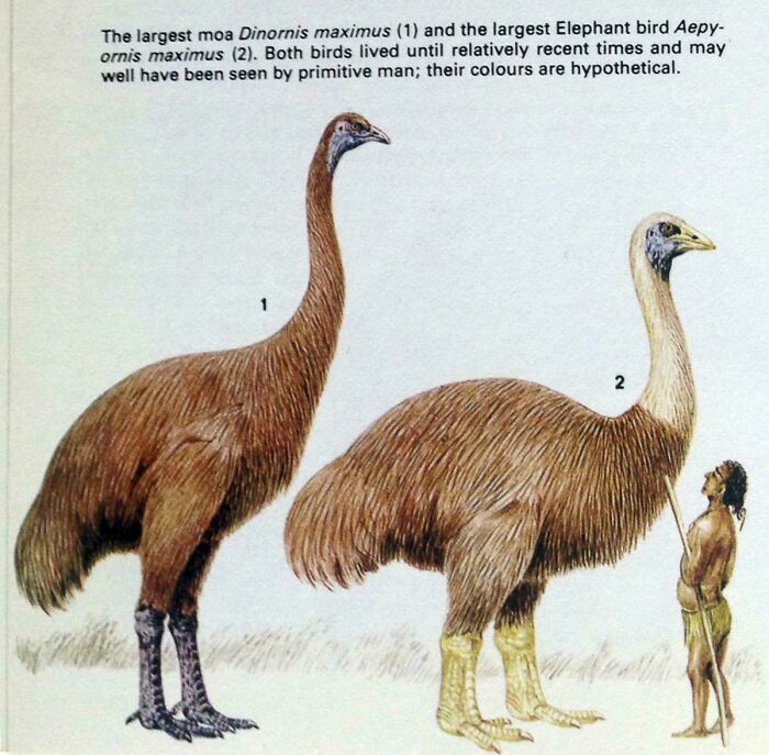 Ilustrácia vyhynutých vtákov moa a slona porovnávaná s ľudskou postavou pre naznačenie veľkosti.