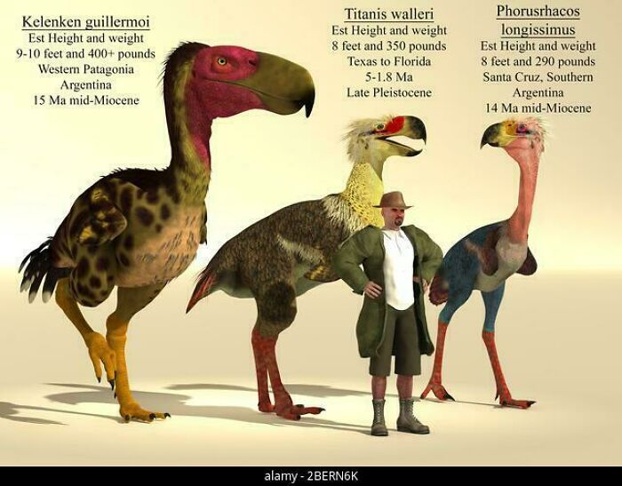 Ilustrácia porovnania veľkostí pravekých vtákov s človekom: Kelenken, Titanis, Phorusrhacos.