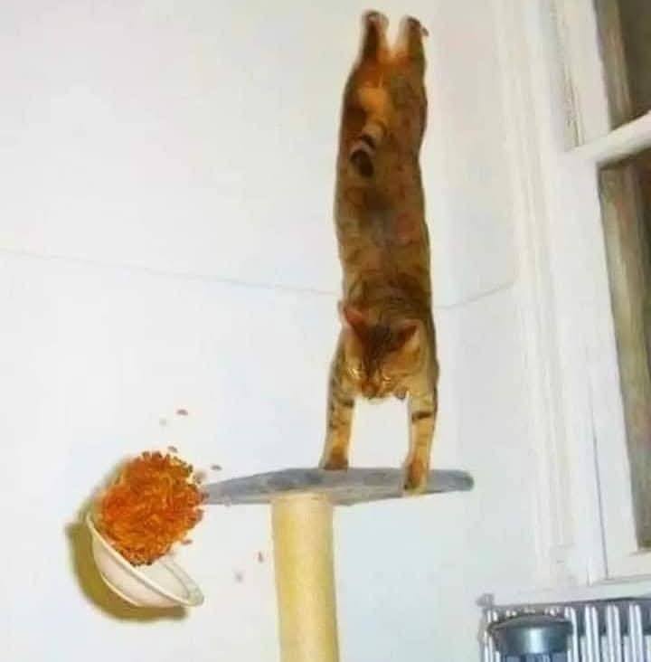Mačka robí stojku na škrabadle, zatiaľ čo miska s granulkami padá.