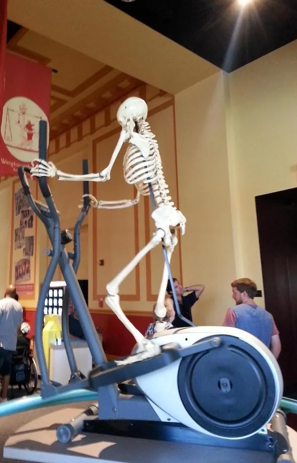 Kostra na posilňovacom stroji v múzeu, demonštrácia pohybu v ľudskej anatómii pre návštevníkov.