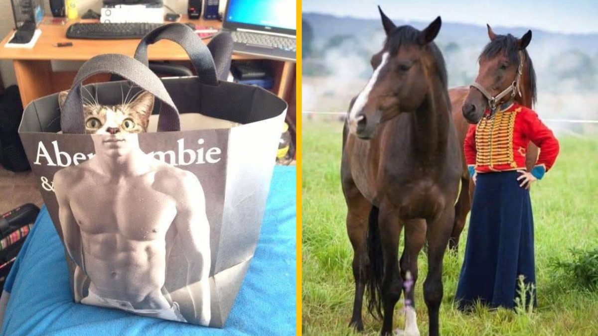 Obrázok s vtipnými montážami: mačka v taške s telom modela a kôň s ľudským telom v uniforme.