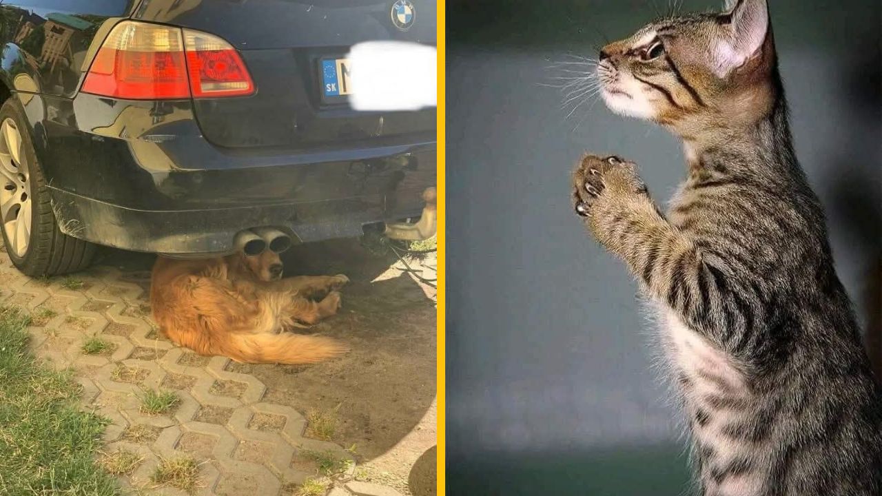 Pes leží pod autom, kým mačka zvedavo hľadí. Zábavná scéna s dvoma zvieratami v rôznych pozíciách.