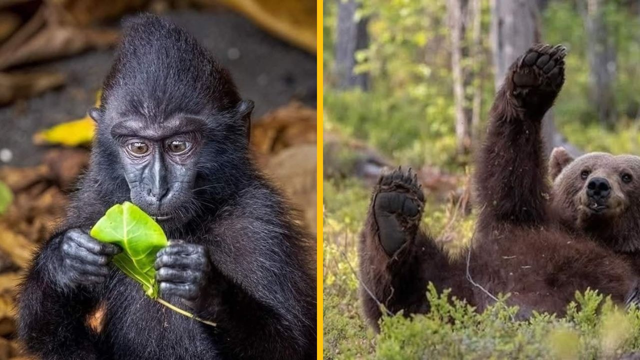 Mláďa opice skúma list a medveď odpočíva v lese, ukážka zvedavosti a relaxácie v prírode.