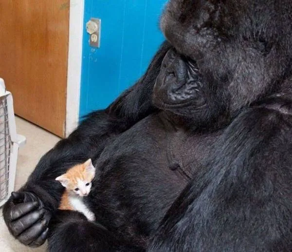 Gorila drží v náručí malé mačiatko s citlivým pohľadom, vytvárajúci dojímavý moment harmónie.