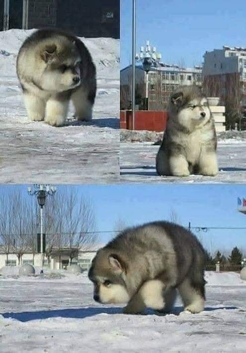 Mláďa huňatého psa na snehu. Trojdielna koláž rozkošného šteniatka pri zimnej prechádzke.