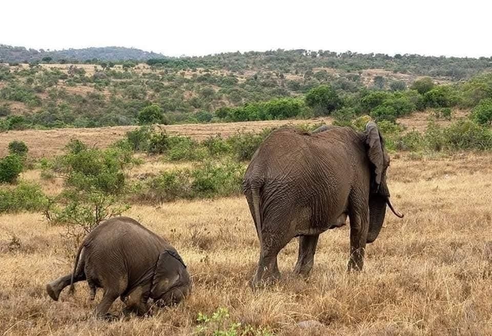 Dospelý a mláďa slona na pretpopickej planine, kde kráča dospelý slon a mláďa sa hrá na zemi.