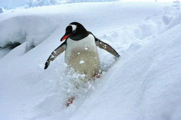 Tučniak kĺže po zasneženom svahu v Antarktíde.
