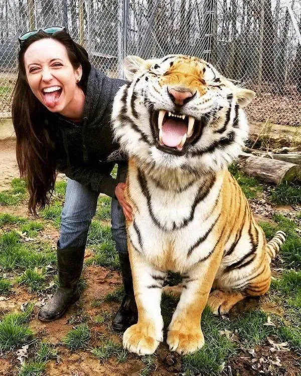 Žena pózuje s usmievajúcim sa tigrom na tráve v prírodnom areáli za plotom.