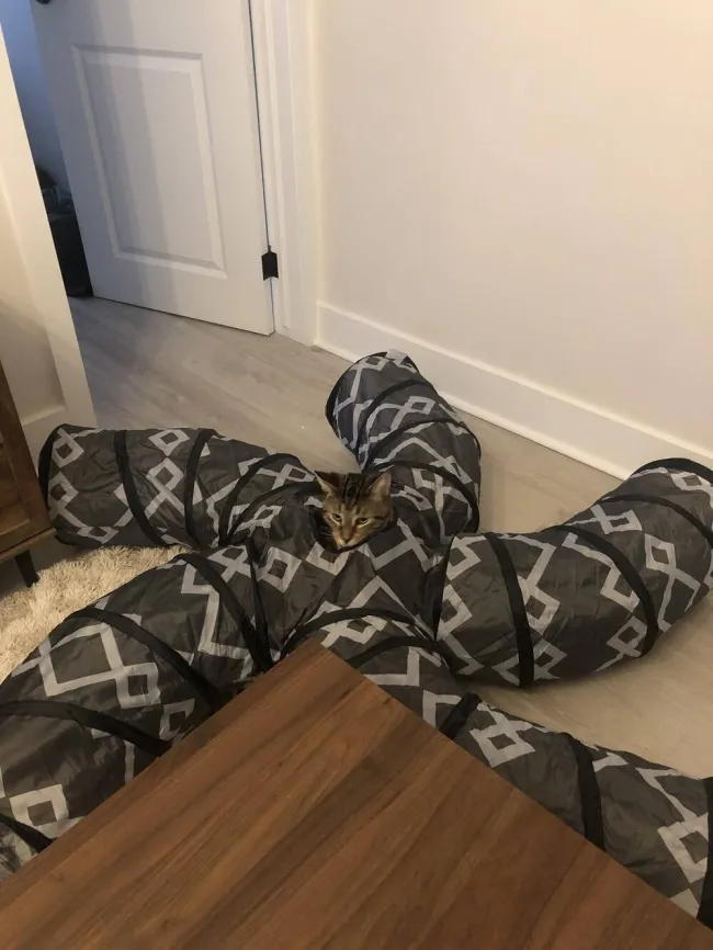 Mačka si užíva hru v tuneli s geometrickým vzorom v obývacej izbe.